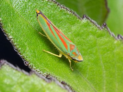 Green And Orange Leafhopper Insect On A Plant