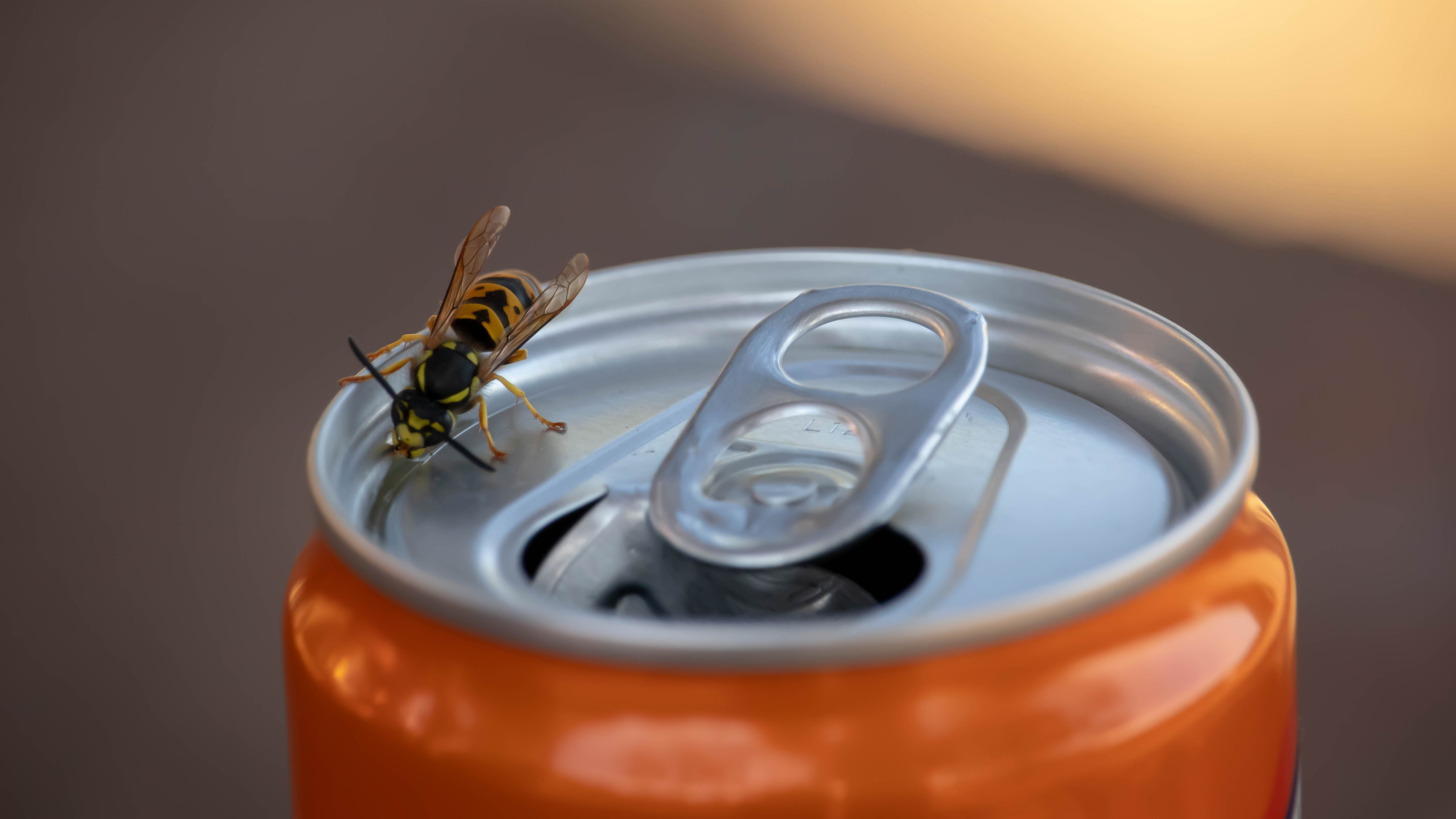 A wasp on top of a can of soda