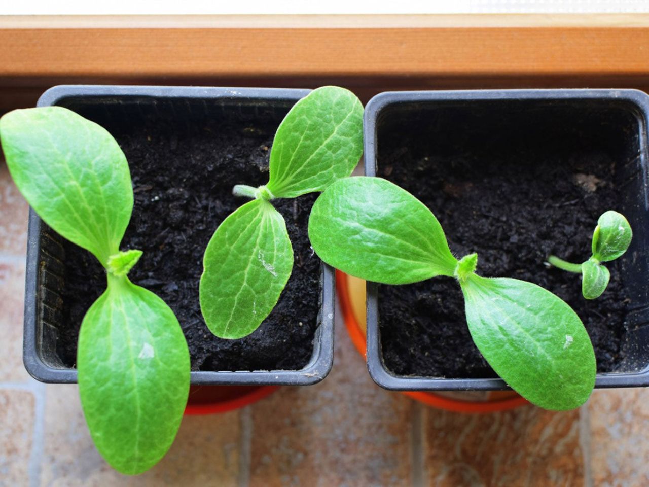 Small Containers Of Sprouting Seedlings