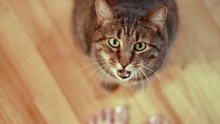 Cat meowing at owner