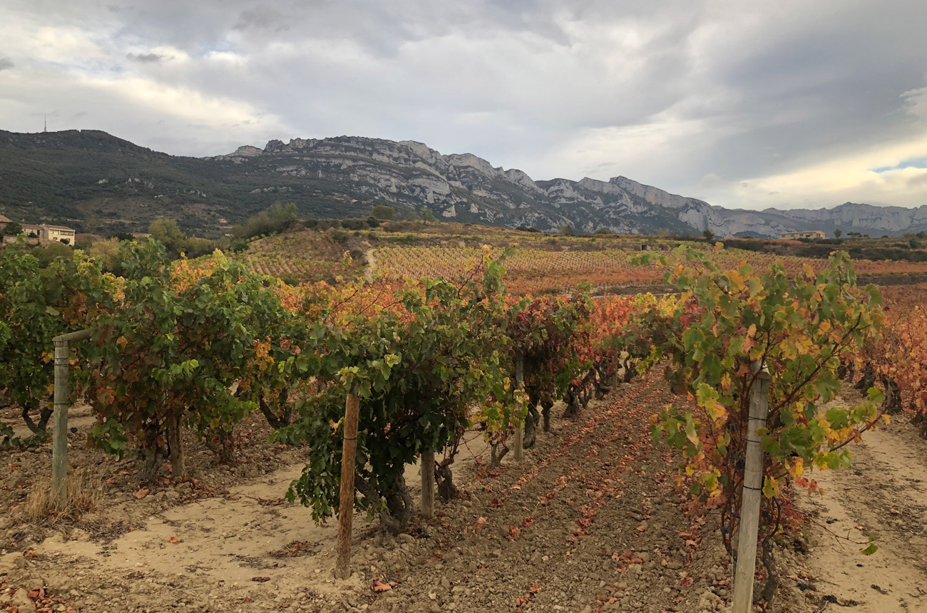 Vineyards in front of a mountain