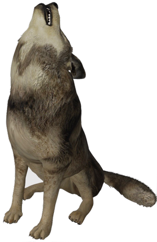 Wolf Google Search 3D model