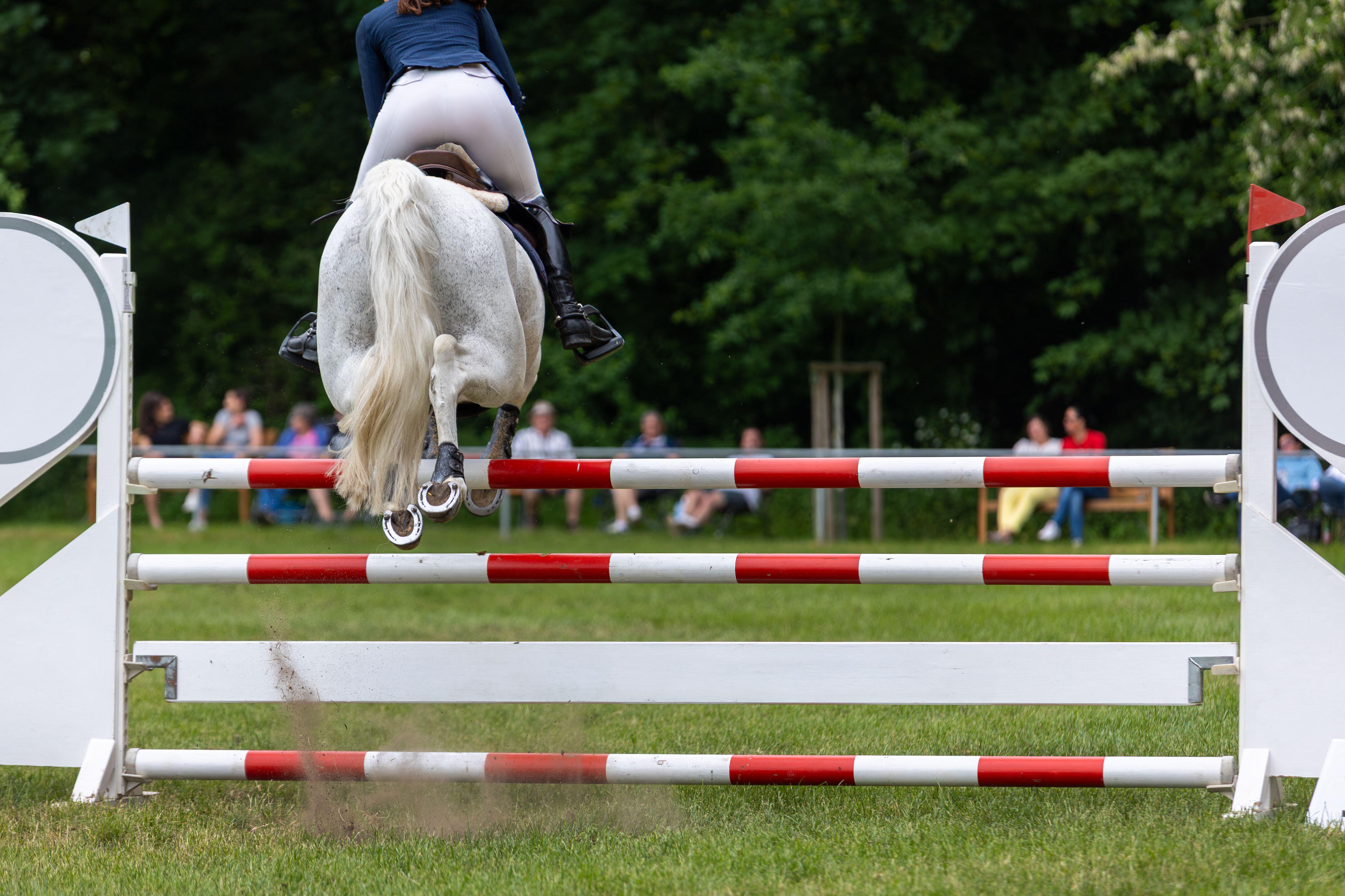 Pictured a horse and rider showjumping on grass. 