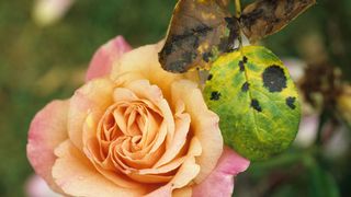 orange rose with signs of rose black spot disease on the leaves