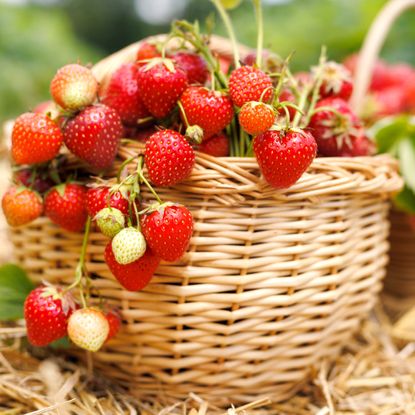 strawberry fruits harvested in wicker basket