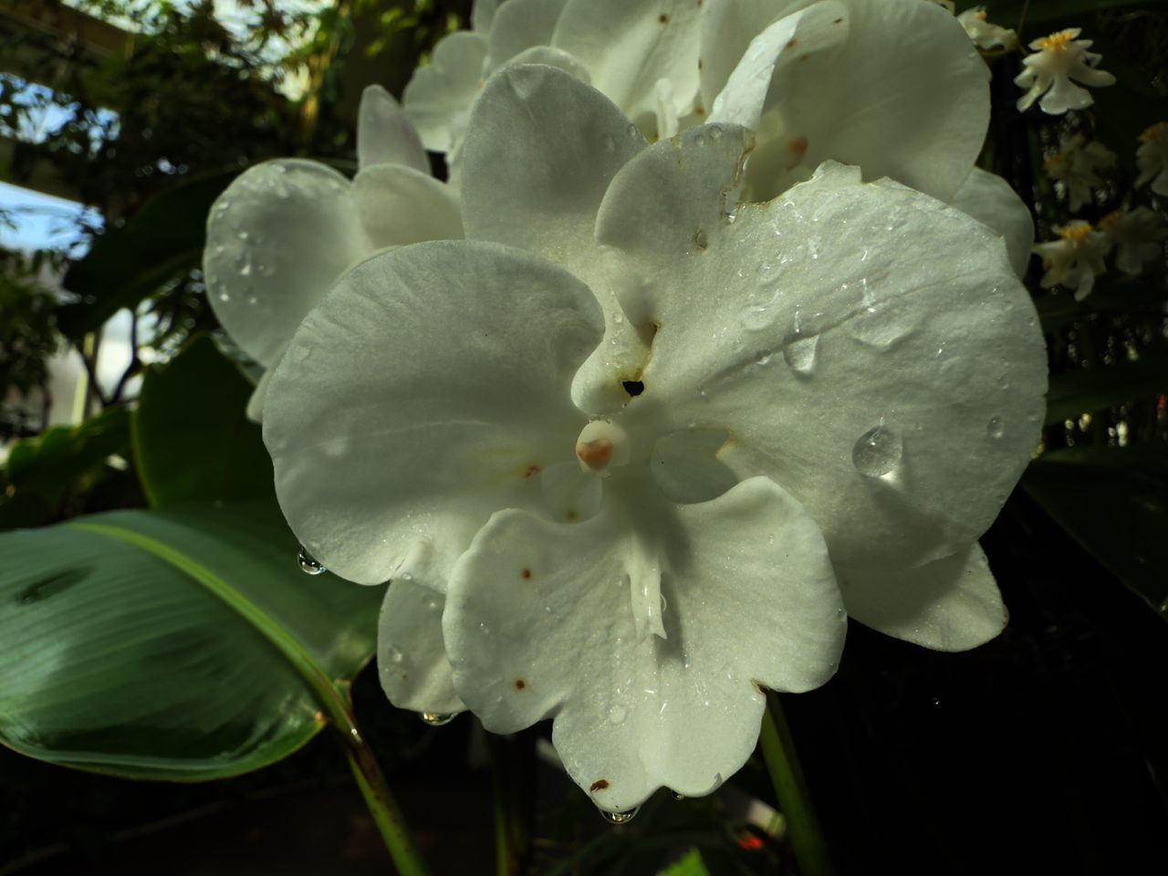 Orchids from the New York Botanical Garden, all photos taken with iPhone 16 Pro