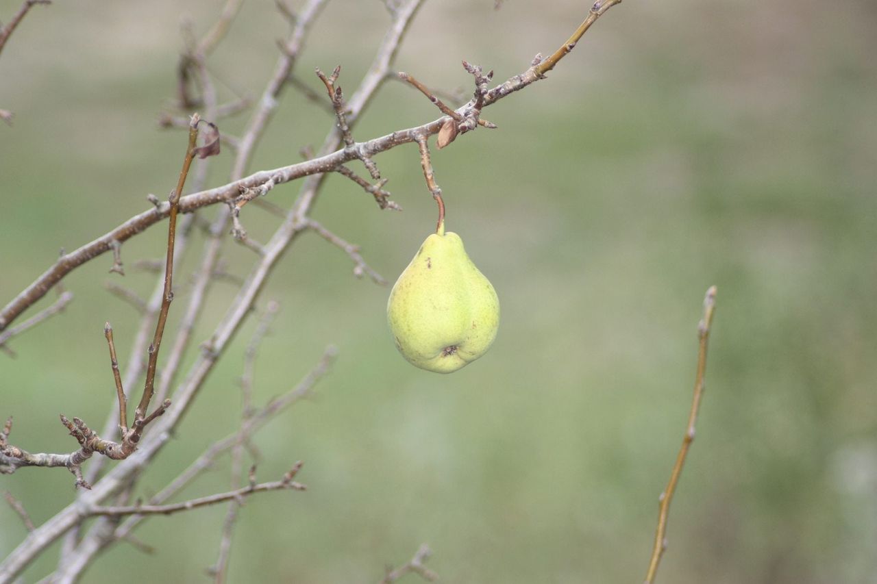 pear no leaves