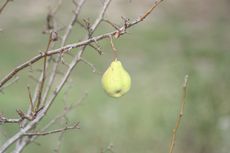 pear no leaves
