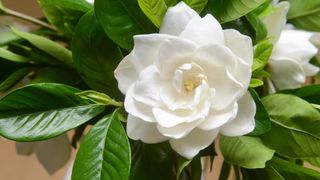 White gardenia flower set against dark glossy leaves