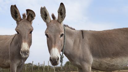 Two donkeys on a plain in Africa