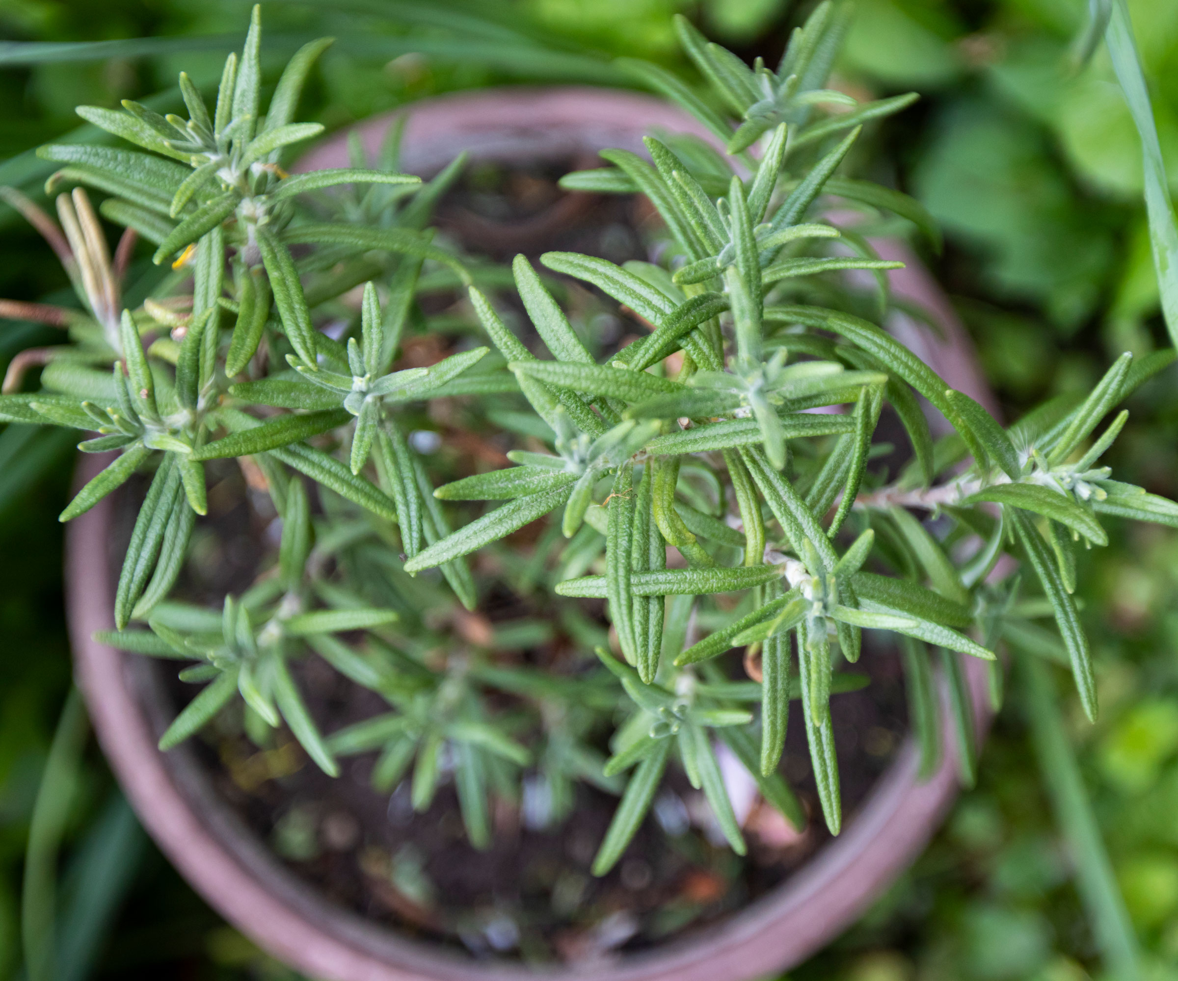 small rosemary cuttings in little pot in garden