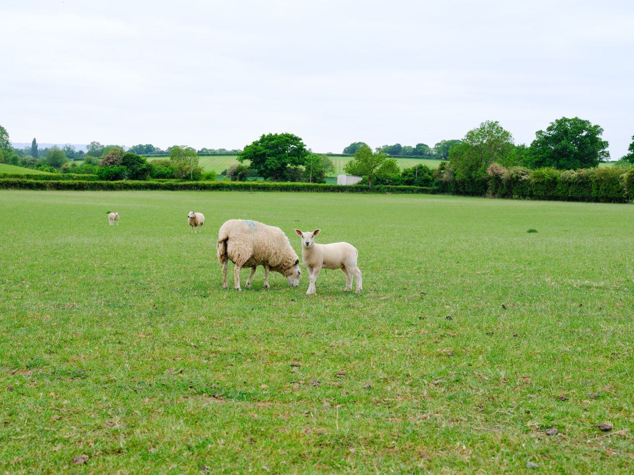 The much wider original photo of a sheep and lamb in a green field, showing just how wide the original photo is.