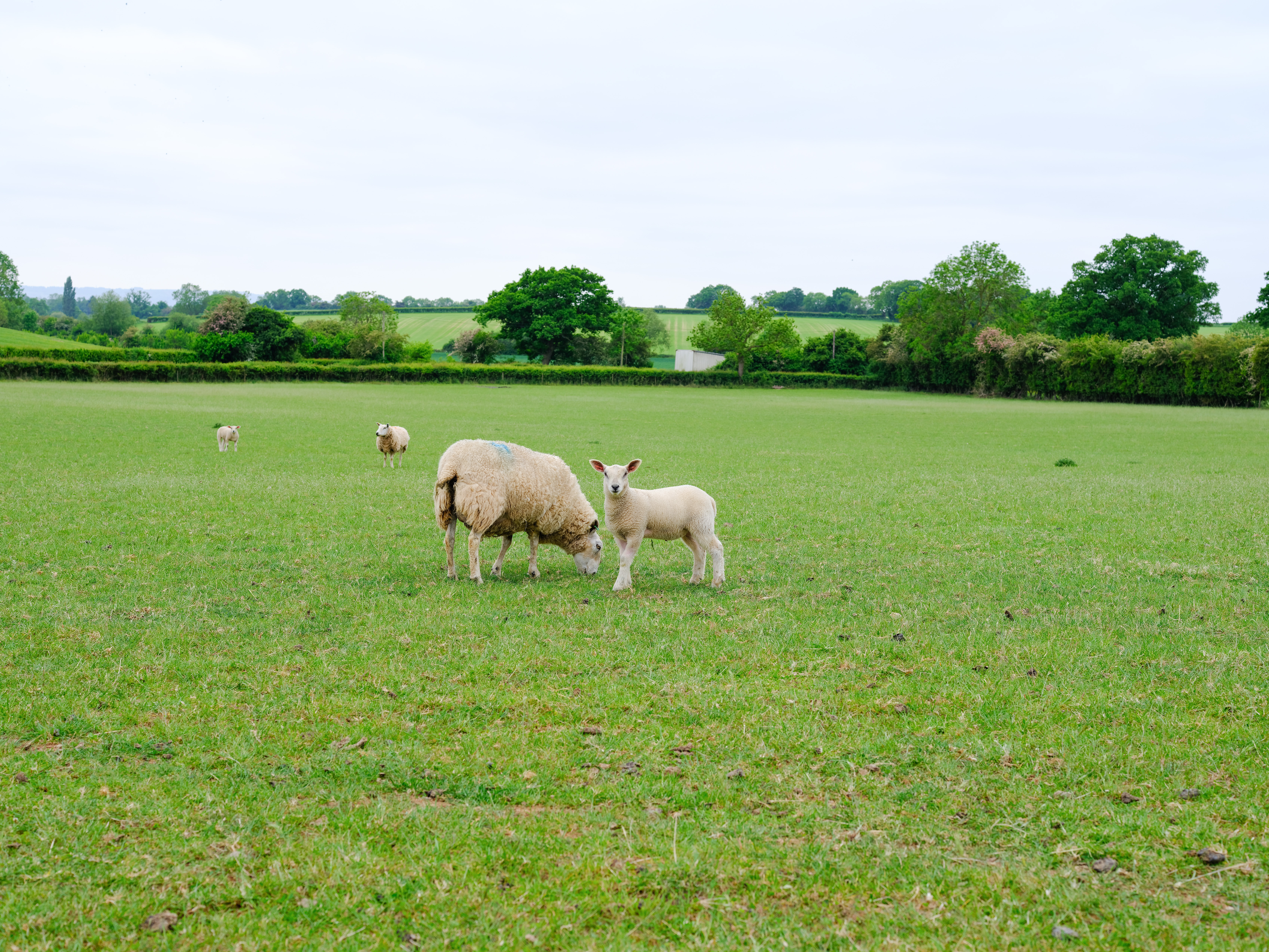 The much wider original photo of a sheep and lamb in a green field, showing just how wide the original photo is.