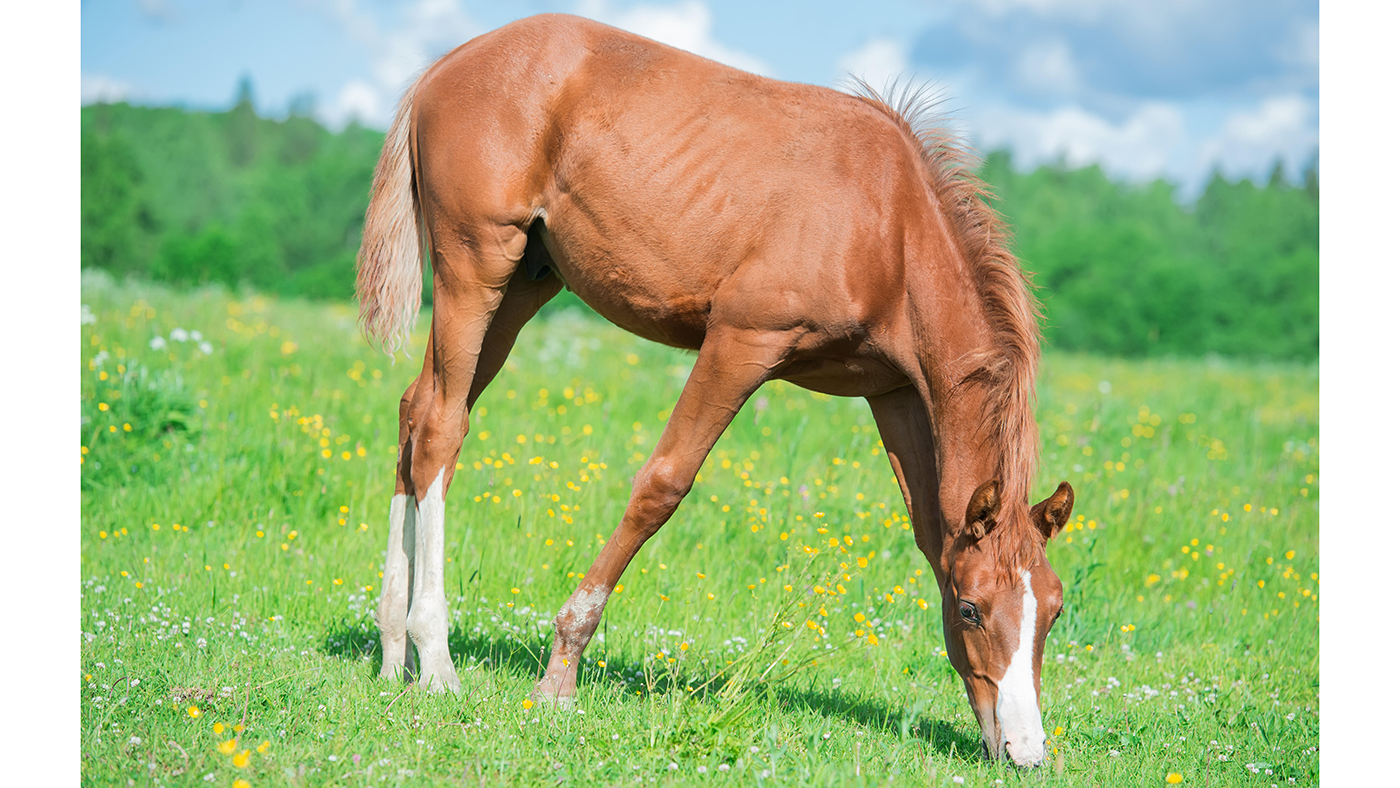 alamy-G0E0GW_268795571_465341891.jpg