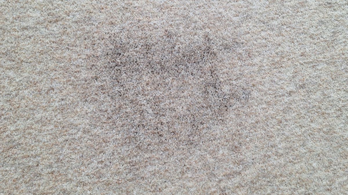 Loose tea on a carpeted floor after the suction test with Roborock Saros 20
