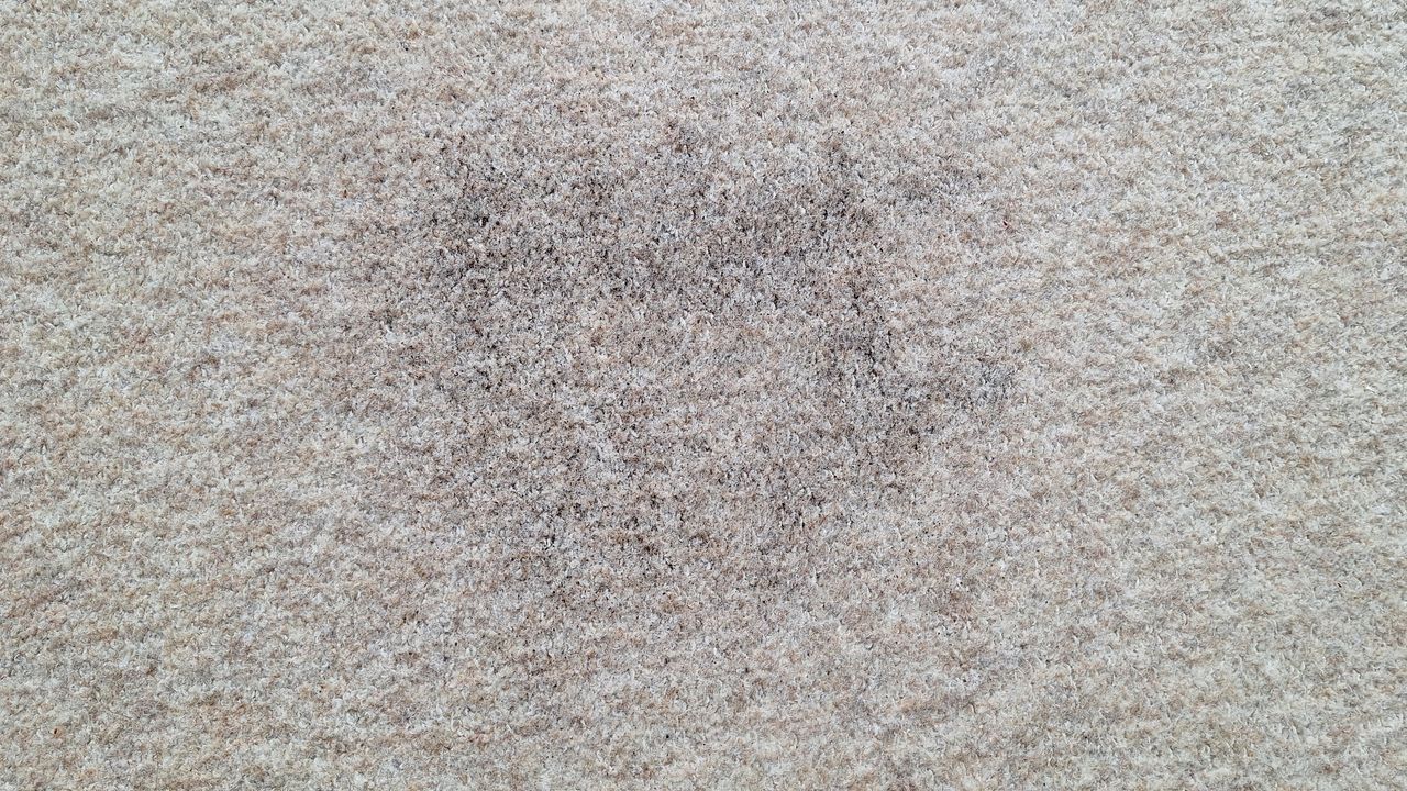 Loose tea on a carpeted floor after the suction test with Roborock Saros 20