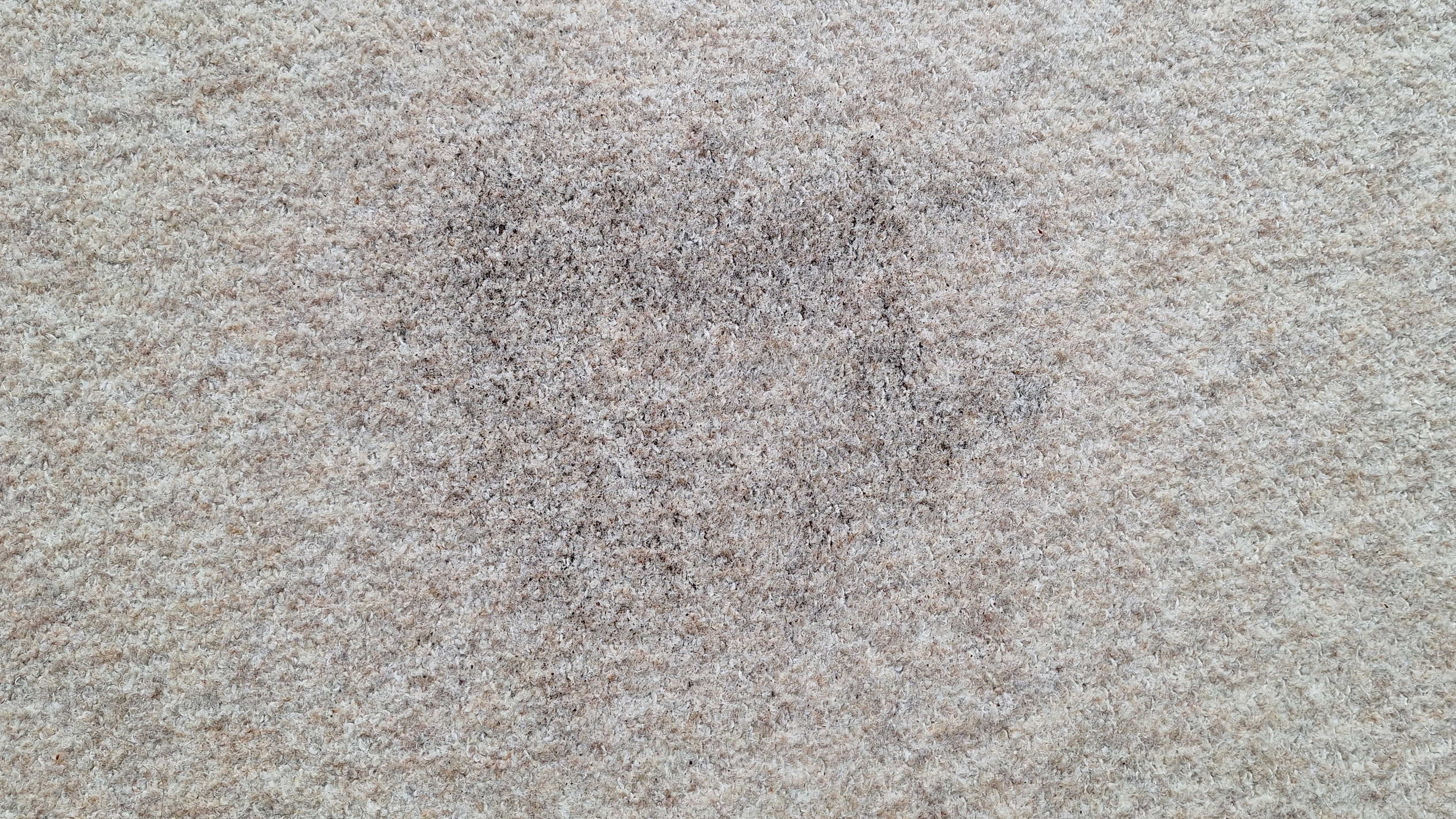 Loose tea on a carpeted floor after the suction test with Roborock Saros 20