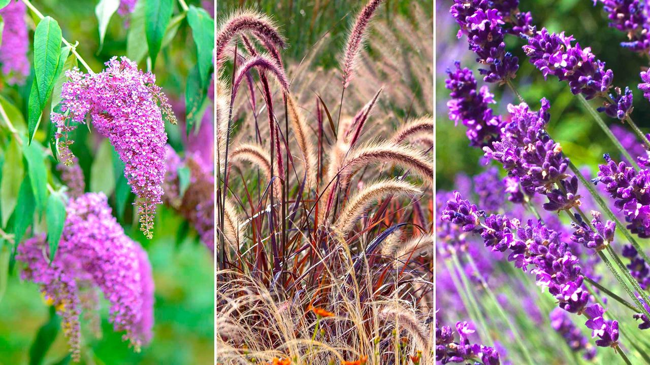 Composite image of plants to prune in February