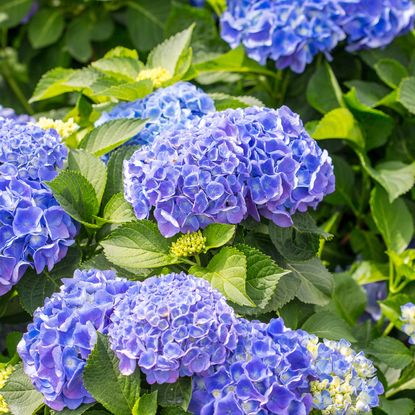Blue hydrangea flowers in bloom