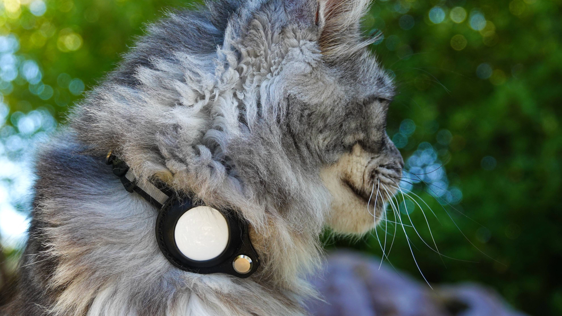 Side view of a cat wearing an airtag on a collar
