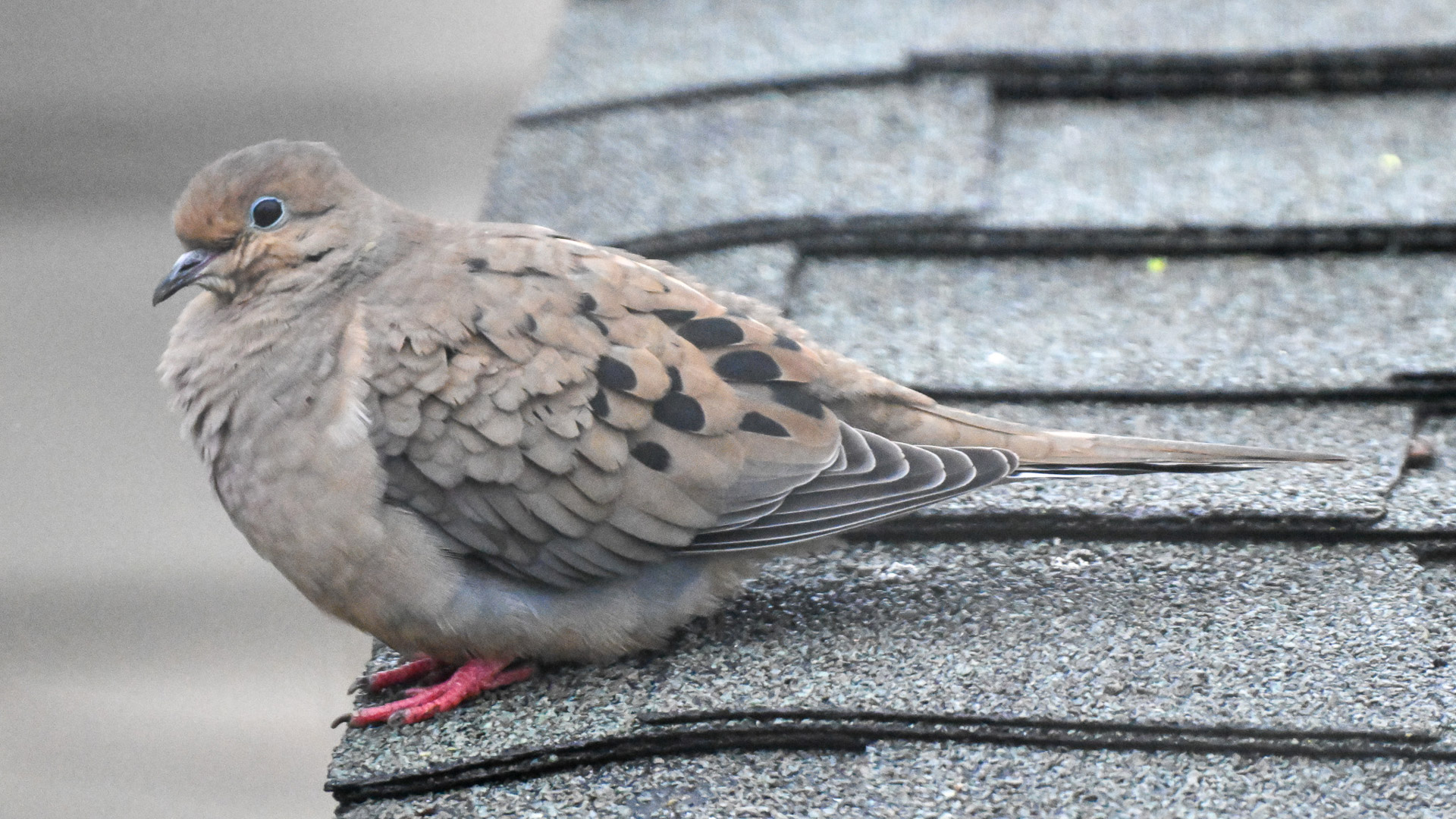 Nokin Z9 Experiential