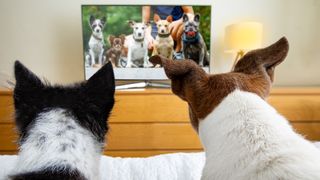 Videos for dogs: Two dogs watching TV in bed cozy together