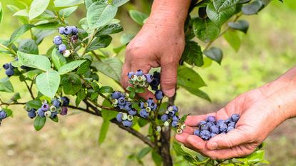 A gardener picking blueberries off a bush and holding them in her hand