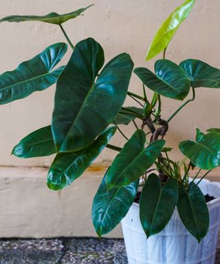 houseplant Philodendron erubescens