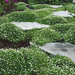 Outsidepride 5000 Seeds Perennial Irish Moss Low Growing, Mat Forming, Ground Cover Seeds for Planting
