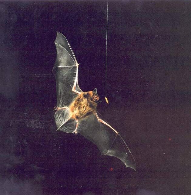 Do Bats Hibernate? Live Science