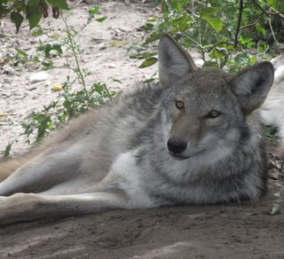 Gray-wolf-coyote hybrids (like the one shown here) were once thought to be a distinct species.