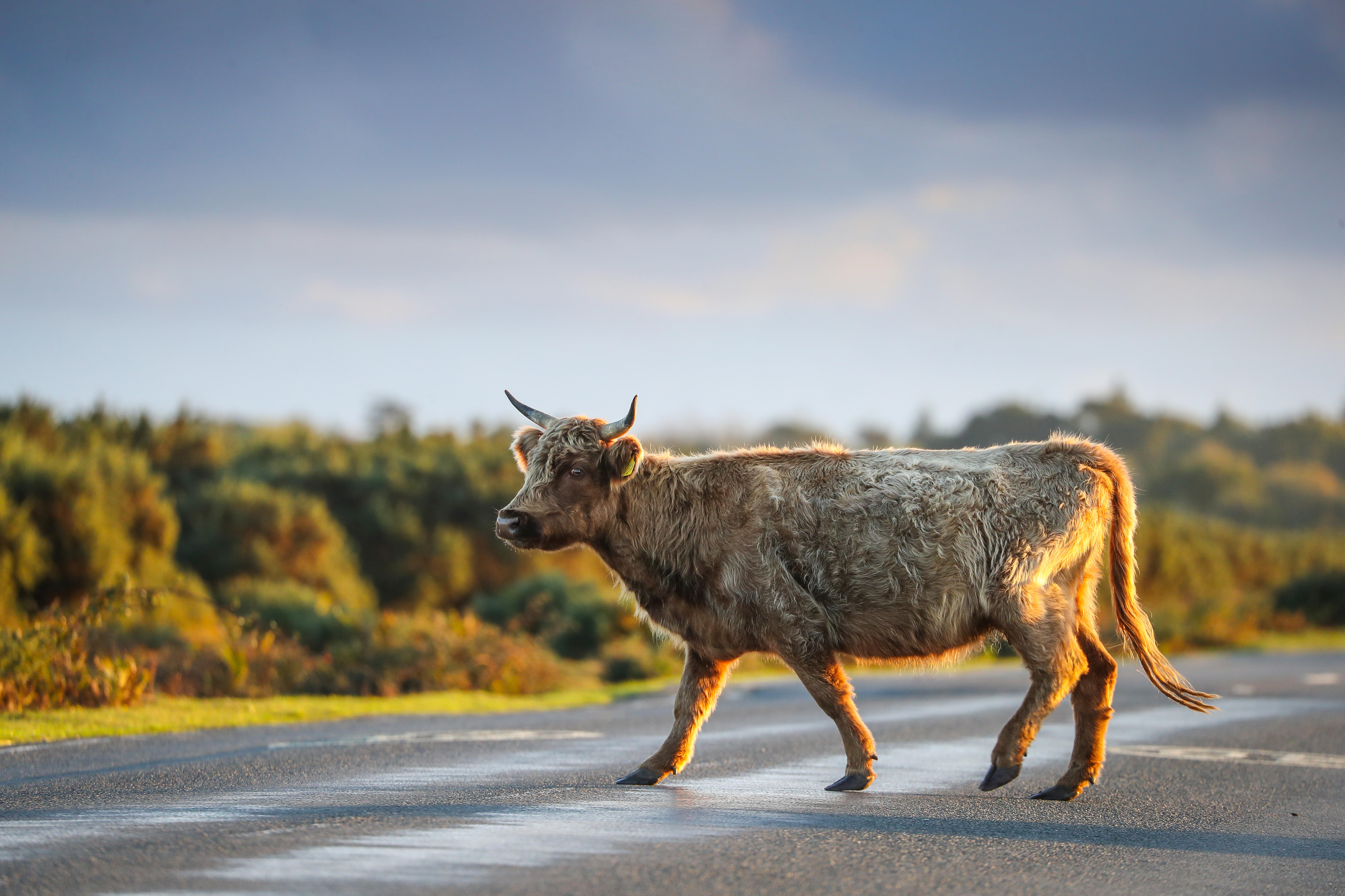 The New Forest Commoners Defence Association has been forced to take action.