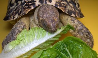 Tortoise eating romaine lettuce