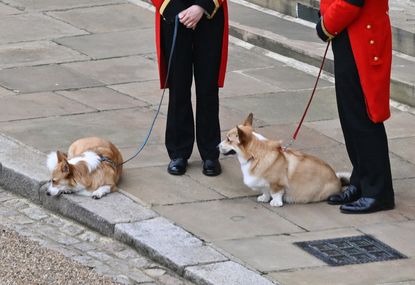 Corgis outside Windsor Castle after Queen funeral
