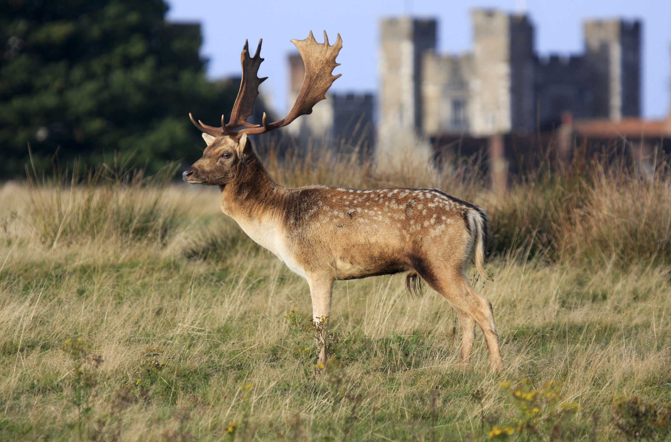 Deer still occupy the park at Knole in Kent, once frequented by Henry VIII.