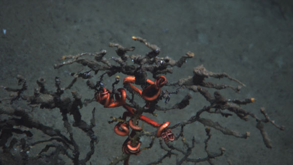 One of the impacted corals with attached brittle starfish. Although the orange tips on some branches of the coral is the color of living tissue, it is unlikely that any living tissue remains on this animal. Photo