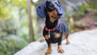 Low maintenance dog breeds: Dachshund