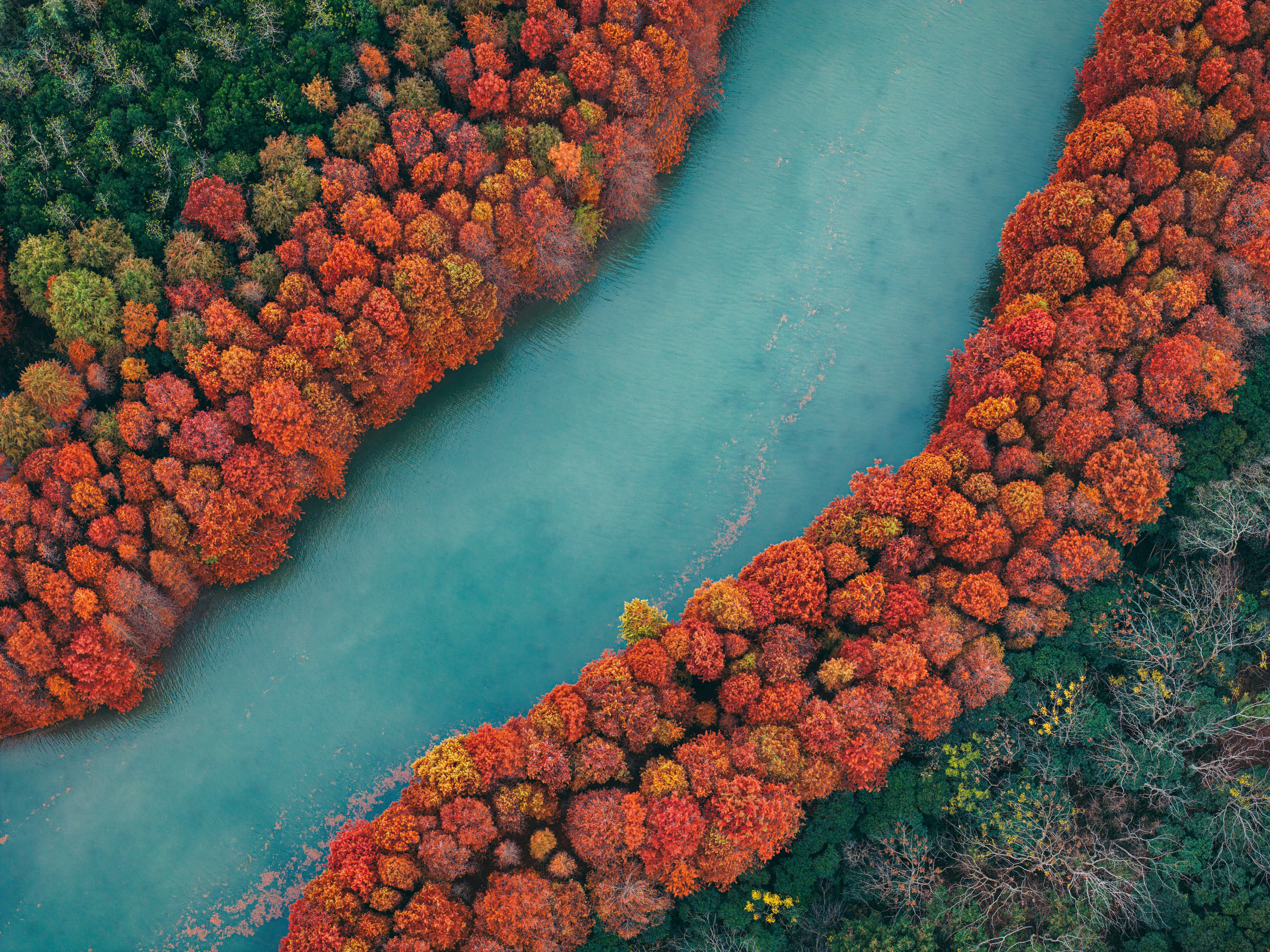 Red metasequoia forest