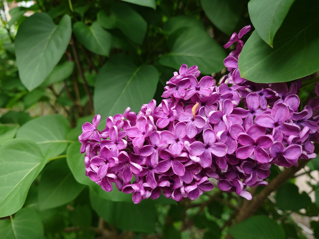 A photo of he Sony Xperia 1 VI