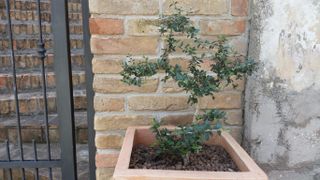 Windows - Reading Plans – Olive Tree