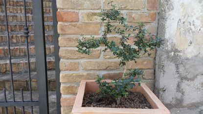 Square Potted Olive Tree