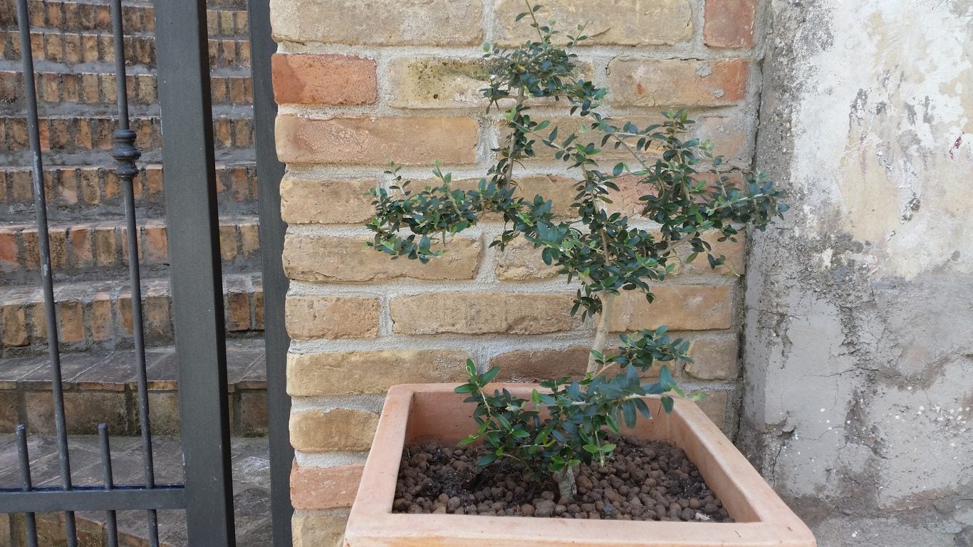 Growing Olive Trees - Outdoor And Indoor Olive Tree Care