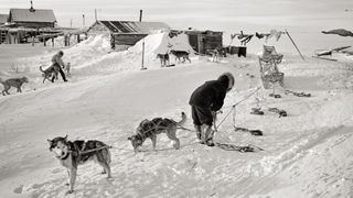 Alaskan malamute in 1940s