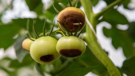 Tomato blossom end rot on plant