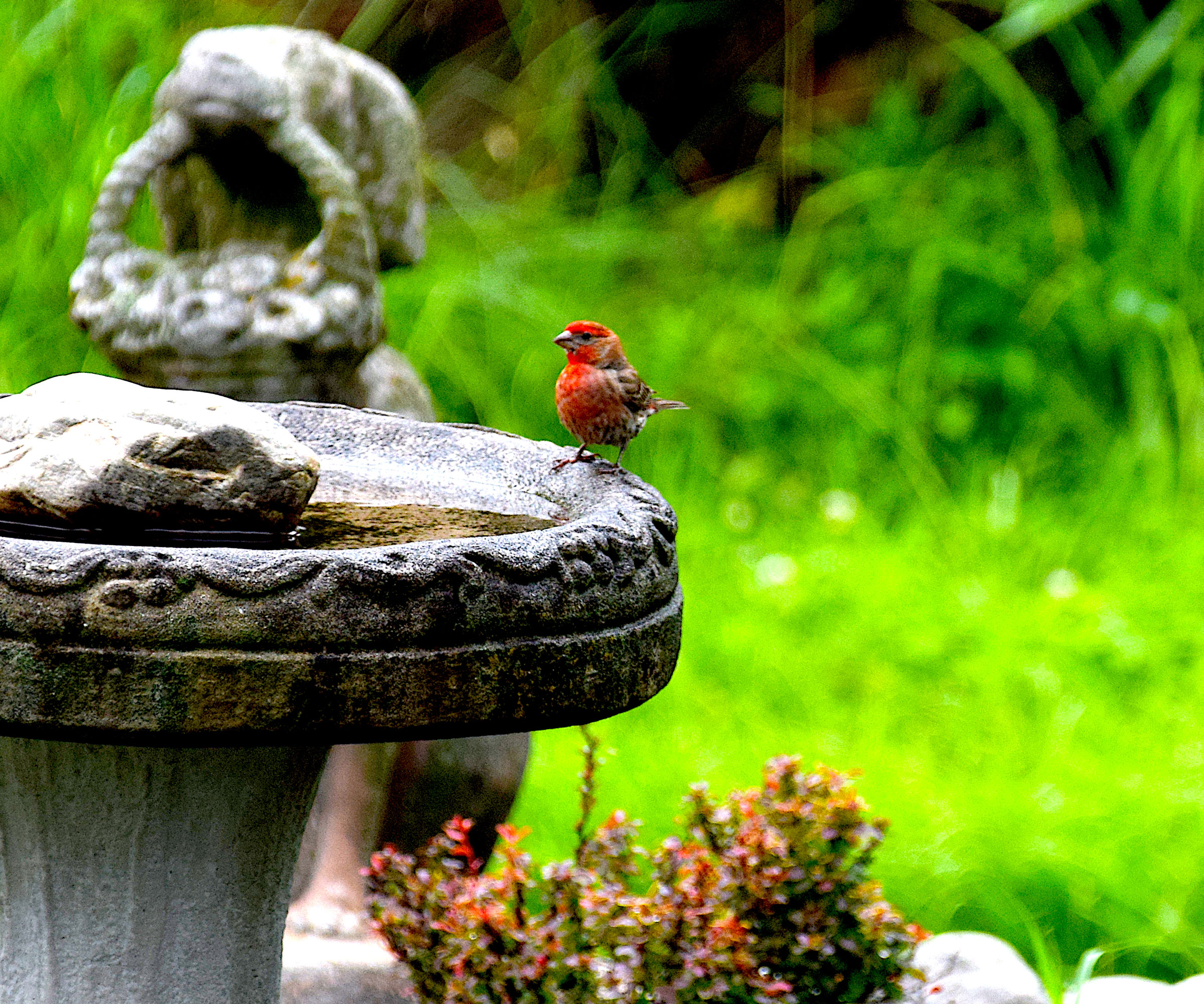 finch sitting on a bird bath in the garden