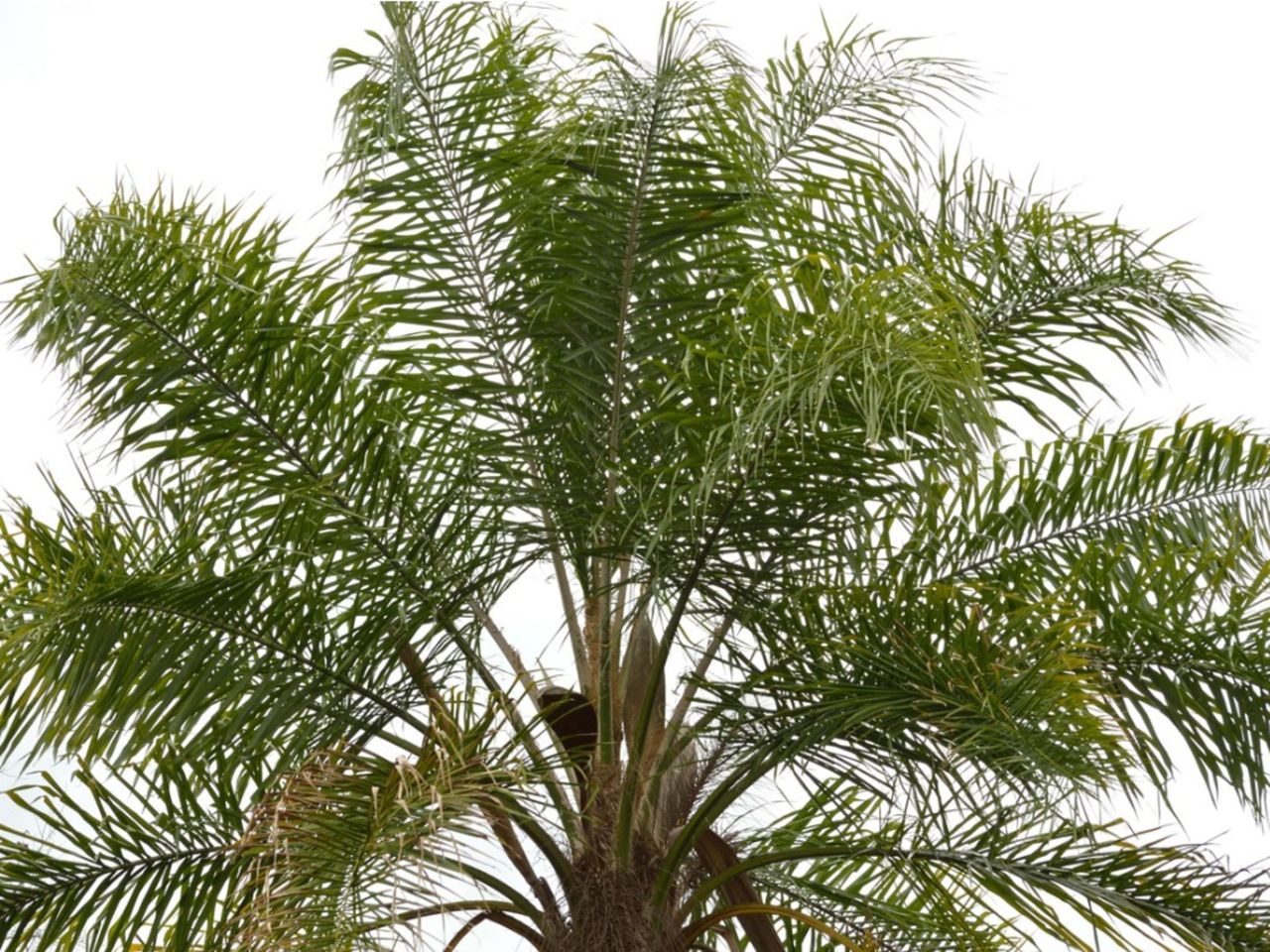 Large Queen Palm Plant