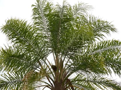 Large Queen Palm Plant