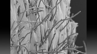 Microscopic image of strands of Penicillium chrysogenum hyphae on agar.