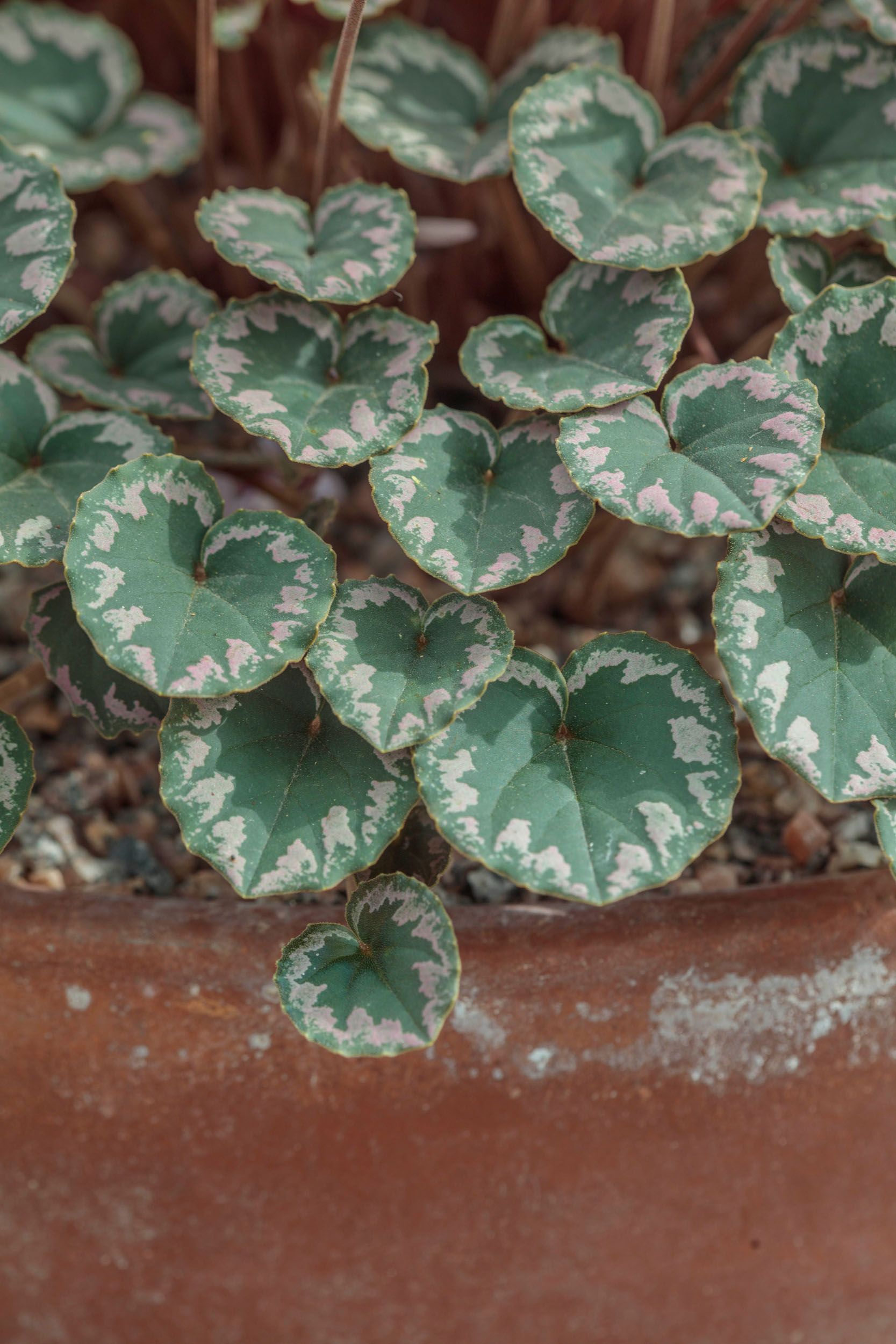 Marbled foliage on the rare Turkish species Cyclamen mirabile,