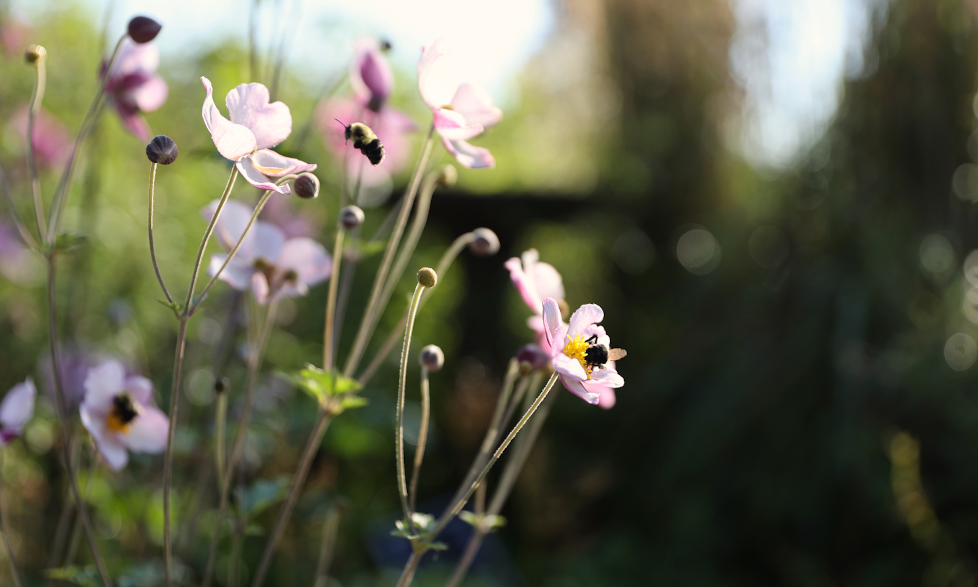 Flock Finger Lakes bees on anenomes